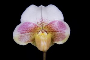 Paphiopedilum Whimsical Baby Pink Petals AM/AOS 81 pts.